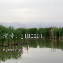 ز