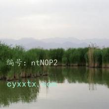 ļ