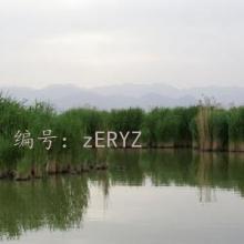 ָ